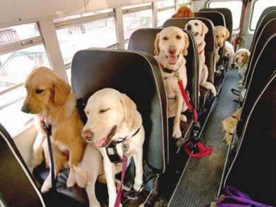 Επιτρέπονται πλέον τα κατοικίδια στα ΚΤΕΛ...