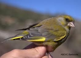 Το αηδόνι και το χελιδόνι