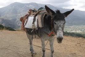 Ο γάιδαρος και η γίδα