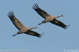 Οι γερανοί λίθους καταπίνουν...