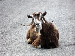 Ο γιδοβοσκός κι η γίδα