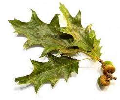 Ο Δίας κι οι βελανιδιές