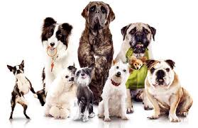 Ο γεωργός και τα σκυλιά