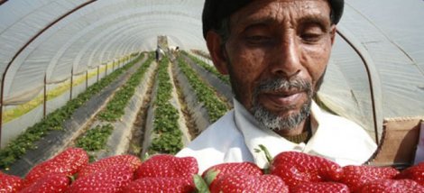 Βγήκαν μαχαίρια στο «χωριό της φράουλας»!!!