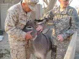 Πέθανε ο... γάϊδαρος-σύμβολο των αμερικάνων πεζοναυτών