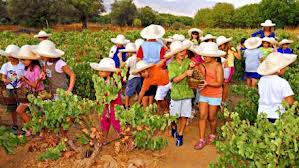 Ο τρύγος και το Πάτημα των Σταφυλιών!