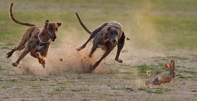 Ένας «λαγός»… το έβαλε στα πόδια!!!