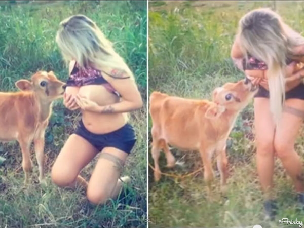 Αν ήθελες να δείξεις βυζί, κουκλίτσα μου, κάντο αλλιώς!!! Όχι στο μοσχάρι (video)