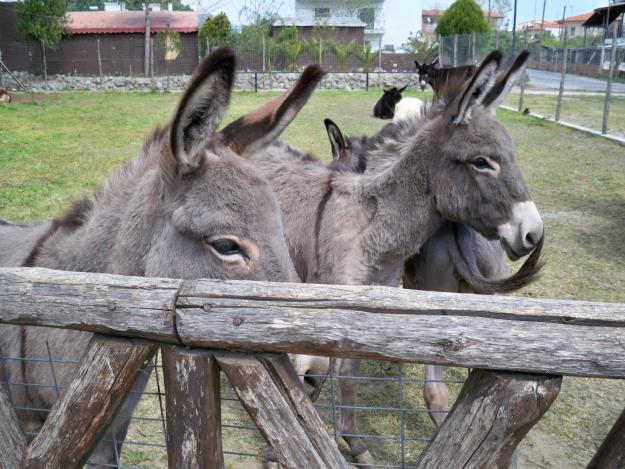 ΣΟΚ ΣΤΑ ΓΡΕΒΕΝΑ : Φοιτήτριες είχαν σεξουαλική επαφή με ΓΑΪΔΑΡΟ!!!