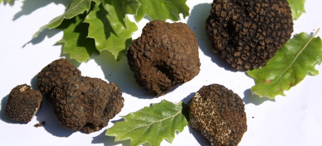 Τρούφα η παρεξηγημένη…