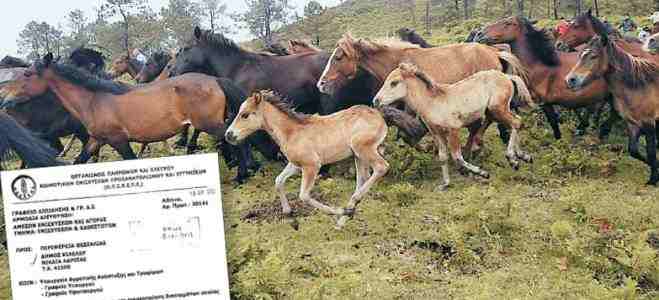 Στην ανακρίτρια για τα… άλογα του Κάμπου!!!