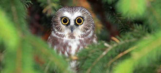 Γιατί τα νυκτόβια πτηνά βλέπουν καλύτερα στο σκοτάδι;