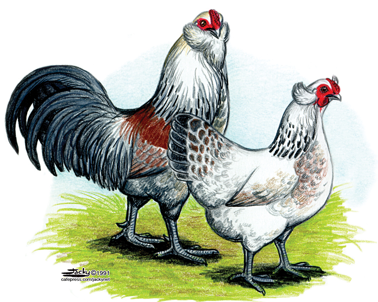 Ο γάιδαρος , ο κόκορας και το λιοντάρι