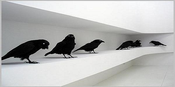 Τα «Μαύρα κοράκια»... απειλούν τη ζωή μας!!!