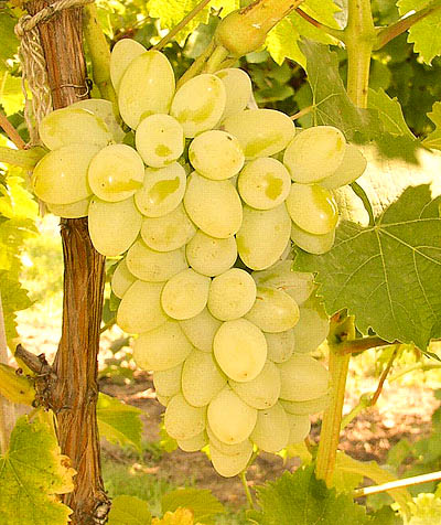 Σουλτανίνα, η λευκή σταφίδα... η τσιμπίπο μας!!!