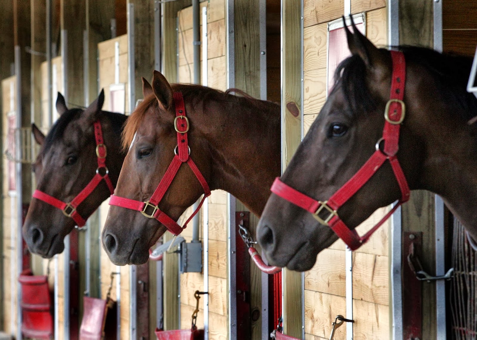 Ο εθνικός ύμνος των αλογομούρηδων!!! (video)