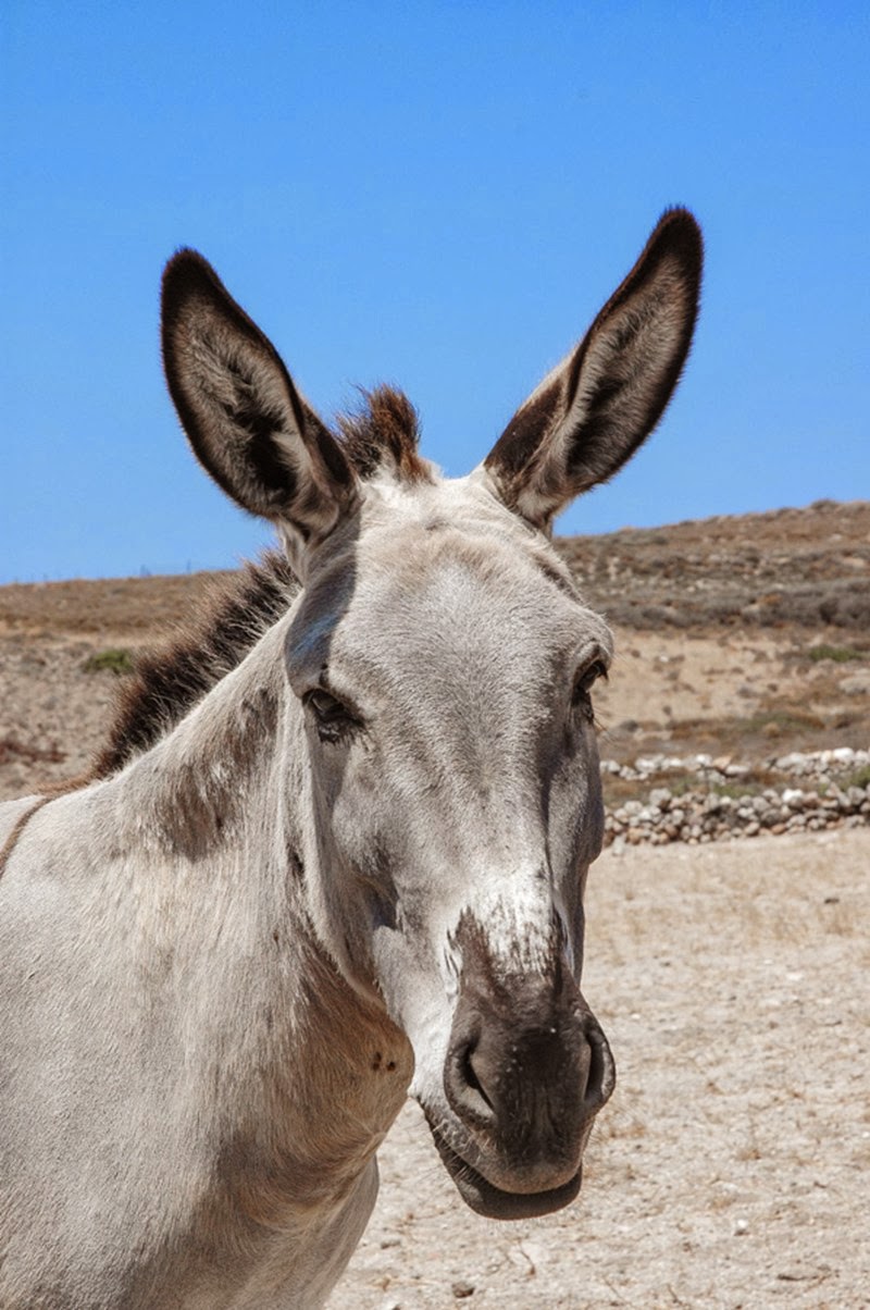 Ο γάιδαρος και ο γαϊδουρολάτης