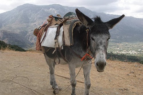 Ο γάιδαρος που τον νόμισαν για  λιοντάρι…