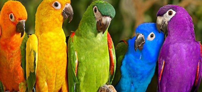 «Ανόητα παπαγαλάκια»!!! Ένα ξεκαρδιστικό ρεπορτάζ του Σταύρου Θεοδωράκη…