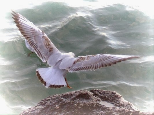 Το διψασμένο περιστέρι