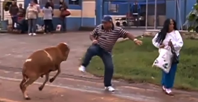 Μια κατσίκα τρομοκράτησε μια ολόκληρη πόλη! (video)