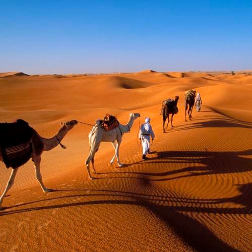 Η μαϊμού και η καμήλα...