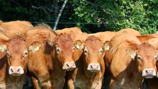 Πρωτομαγιάτικη απορία: Μοιάζω με βόδι;