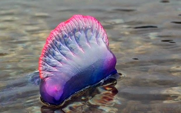 Τί να κάνετε αν σας τσιμπήσει τσούχτρα...