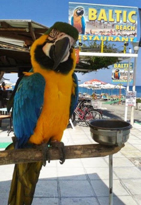 Σκοτώθηκε σε τροχαίο ο Μίκυ, ο παπαγάλος σήμα κατατεθέν της Κω!!!