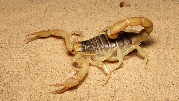 Σας τσίμπησε Σκορπιός, Σφήκα, Μέλισσα, Φίδι; Δείτε τι πρέπει να κάνετε…