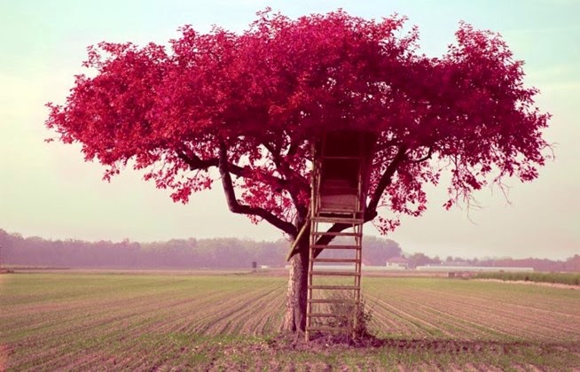 Τι... δέντρο είσαι και τι συμβολίζεις;