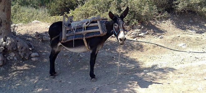 «Κατασχέθηκε» γαϊδούρι… στη Ρόδο!!! 