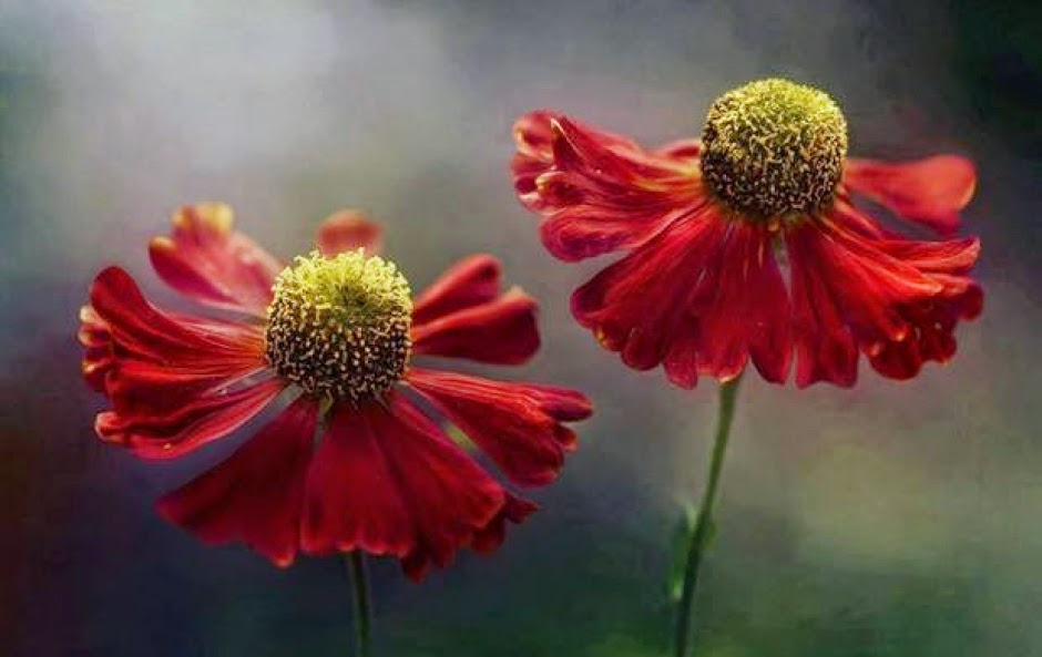 Τα ΔΕΝ που ρημάζουν τις ζωές μας…