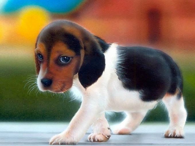 11 λόγοι για να υιοθετήσετε ένα αδέσποτο...