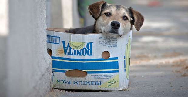 Ένα απόγευμα αφιερωμένο στα αδέσποτα…