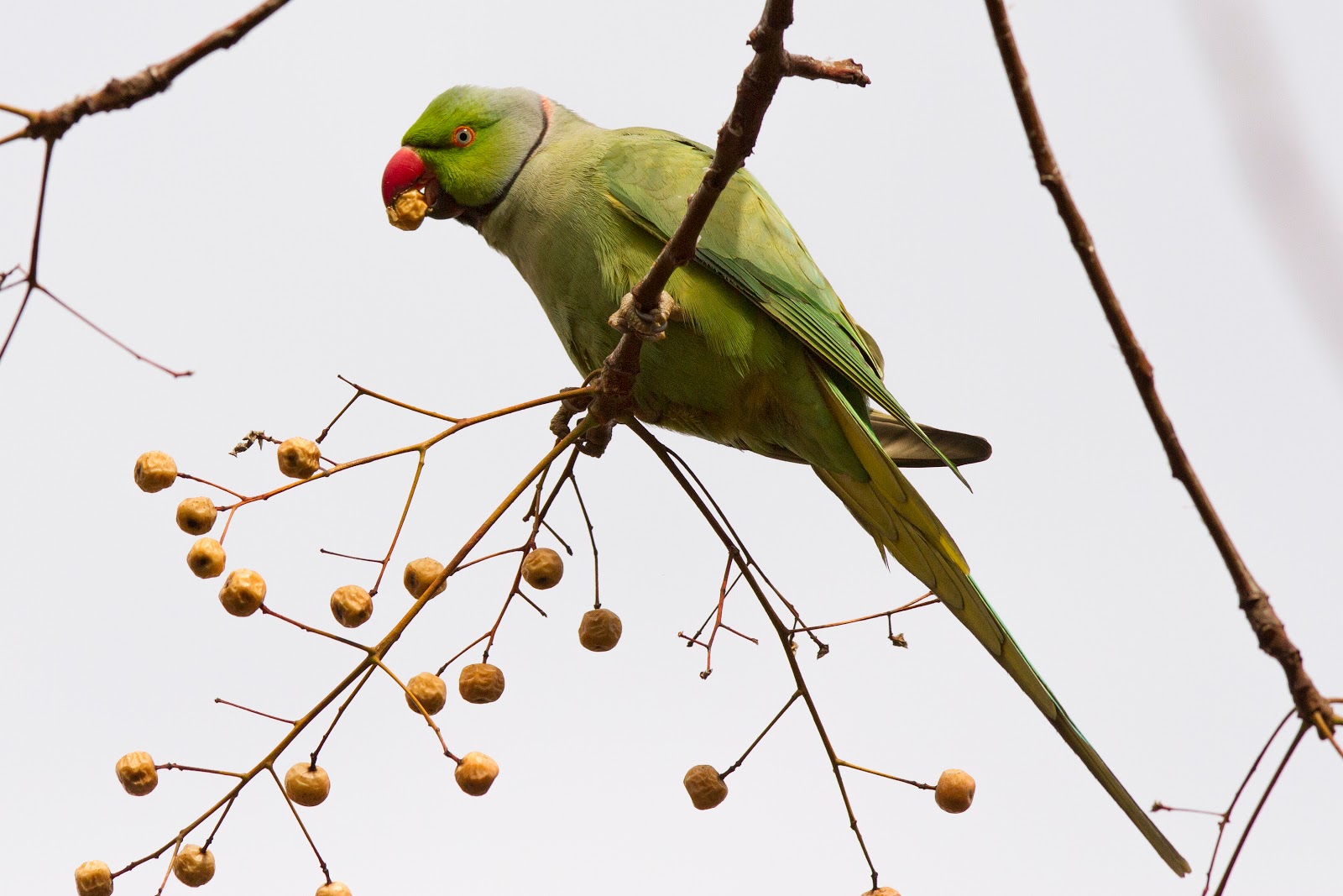 Η ανιδιοτέλεια χαρίζει χρόνια ζωής…