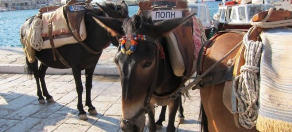 Αριθμό κυκλοφορίας αποκτούν άλογα, γαϊδούρια και μουλάρια στη Λέρο!