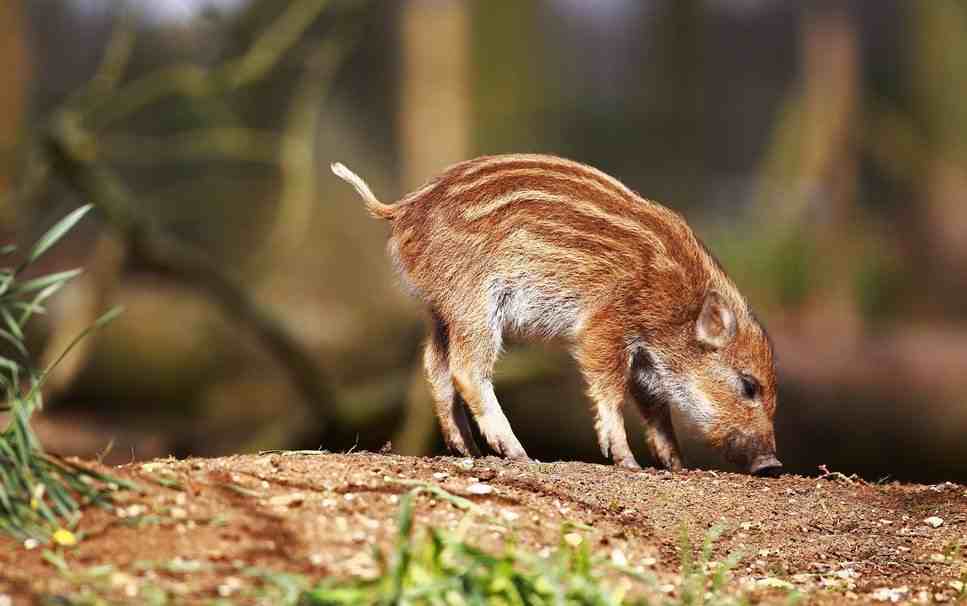 Το αγριογούρουνο, το άλογο και ο κυνηγός