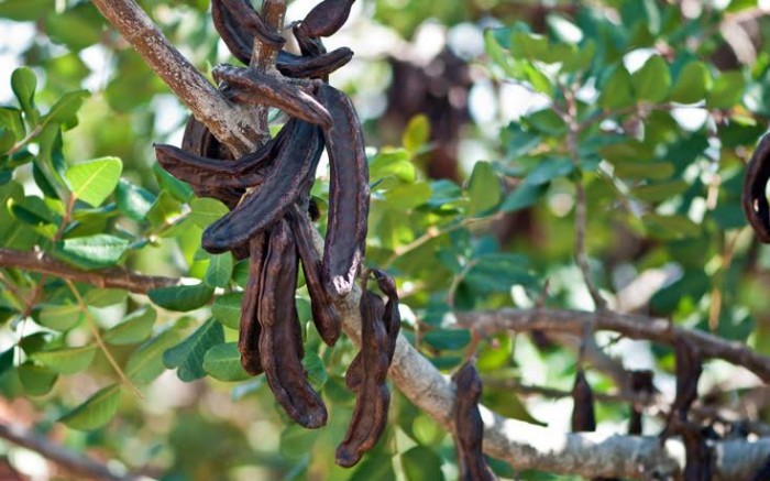 Το χαρούπι :O «μαύρος χρυσός» στην Ελλάδα της κρίσης…