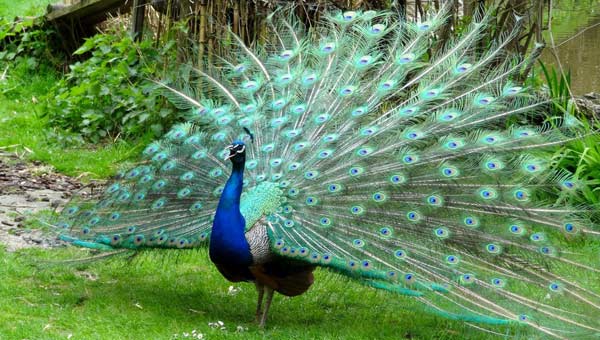 Το παγώνι και ο γερανός