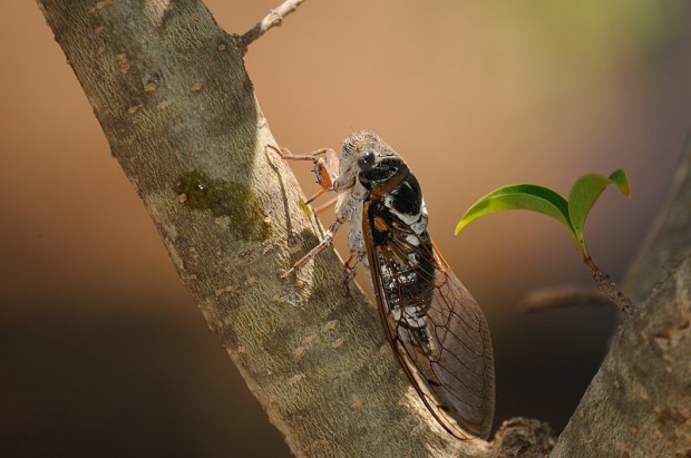 Η αλεπού και ο τζίτζικας