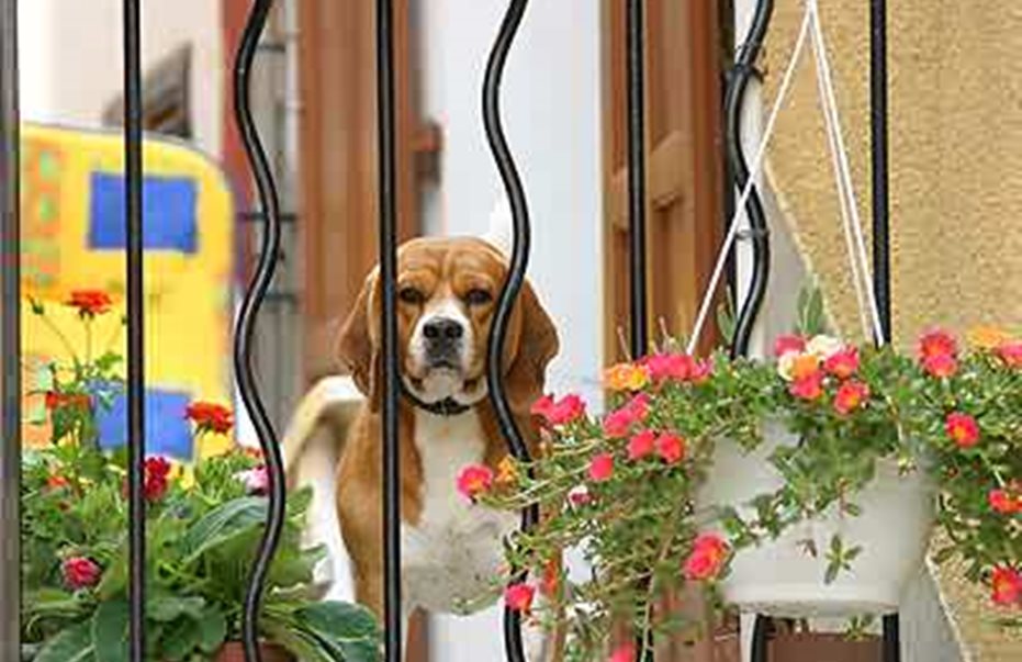Σκυλιά στο μπαλκόνι, τέλος… Τι υπαγορεύει ο νέος νόμος για τα κατοικίδια!!!