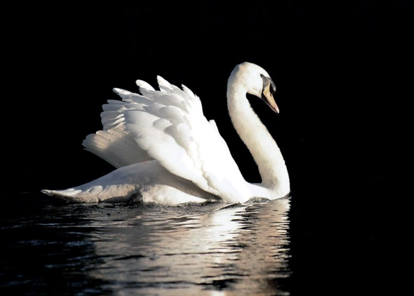 Πότε ακούγεται το κύκνειο άσμα;