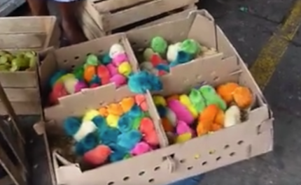 Μόνο ντροπή! Πασχαλινά κοτοπουλάκια μιας χρήσης... (video)