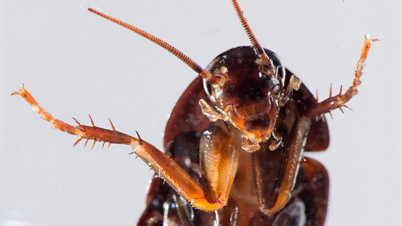 Έτοιμες οι κατσαρίδες τρομοκράτες… για μαζικό εκφοβισμό!!!