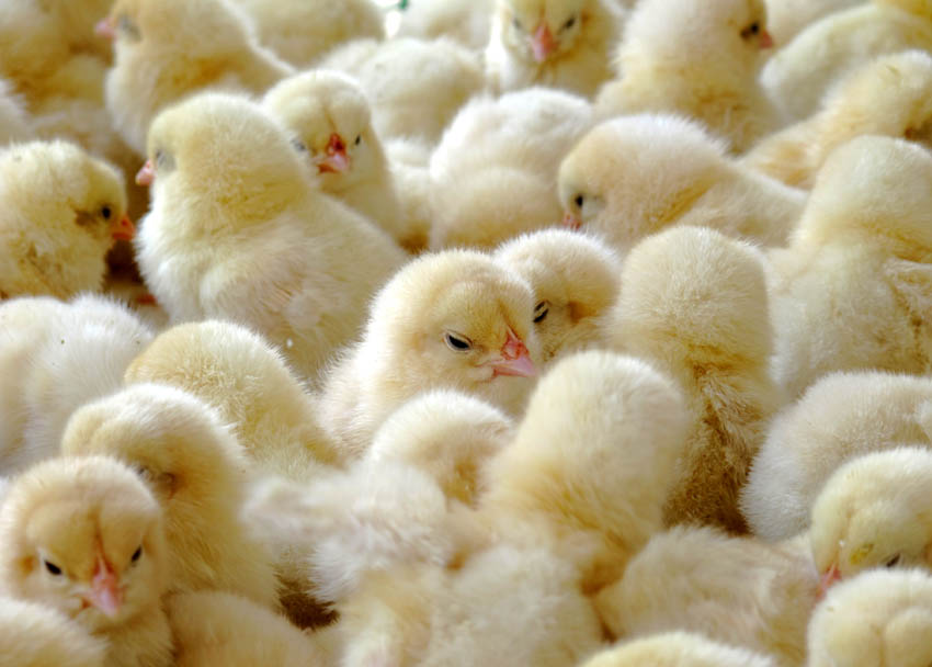 Ποιοι μας… έστειλαν λαγούς και κοτόπουλα ως πασχαλινά έθιμα;