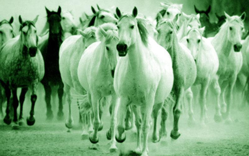 Ήξερες τι σημαίνει η φράση «Πράσσειν άλογα»; Πολλοί νομίζουν ότι άκουγαν… πράσινα άλογα!