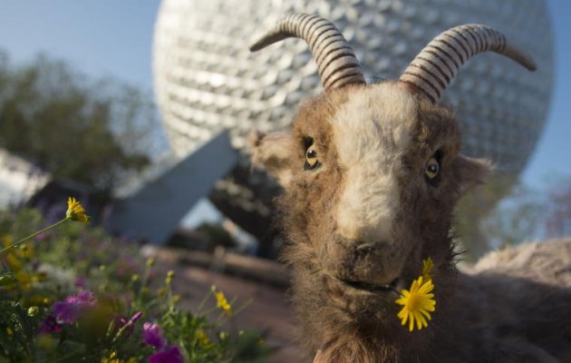 Γυναίκα μήνυσε τράγο στο Καστελόριζο!!!