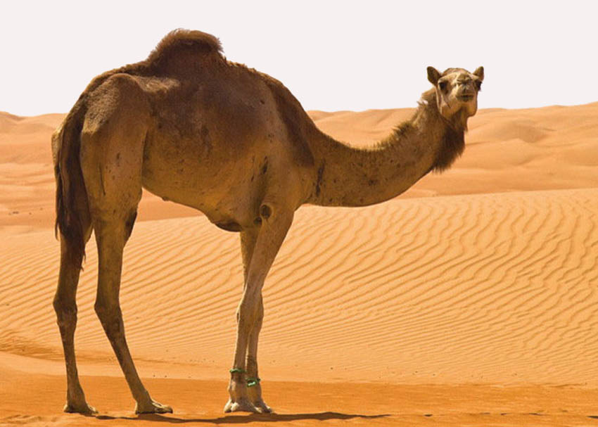 Ποια (αηδιαστική) συνταγή μαγειρικής κατέχει ρεκόρ Γκίνες;