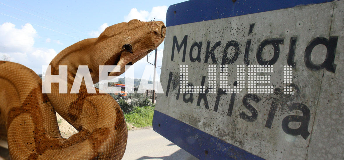 Μακρίσια Ηλείας: Ψάχνουν το μεγάλο φίδι που σκορπά πανικό…